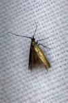 Coleophora