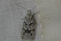 Symmoca signatella