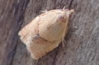 Clepsis consimilana
