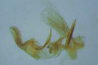 Clepsis consimilana