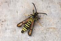 Bembecia ichneumoniformis