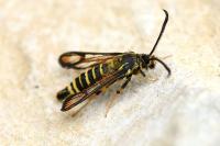 Bembecia ichneumoniformis