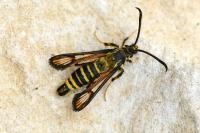 Bembecia ichneumoniformis