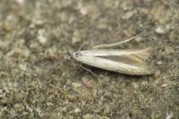 Coleophora glaucicolella