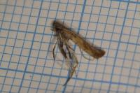 Caloptilia betulicola