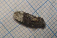 Apotomis betuletana