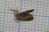 Ancylis obtusana