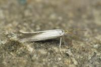 Coleophora ibipennella