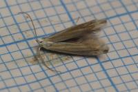 Coleophora currucipennella
