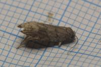 Acleris sparsana