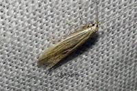 Coleophora lassella