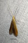 Coleophora flavipennella