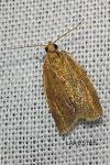 Clepsis consimilana