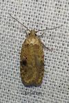 Agonopterix propinquella