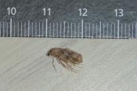 Cnephasia