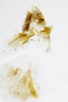 Cnephasia