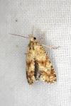 Aethes margarotana