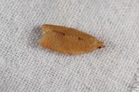 Clepsis consimilana