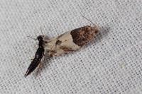 Gypsonoma aceriana