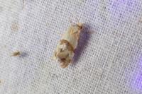 Phalonidia contractana