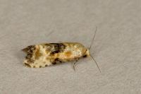 Eupoecilia angustana
