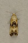 Eupoecilia angustana
