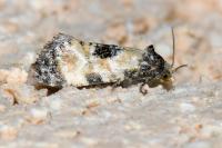 Neocochylis dubitana