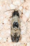 Neocochylis dubitana