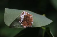 Macrosaccus robiniella