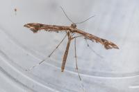 Amblyptilia acanthadactyla