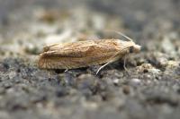 Eucosma hohenwartiana