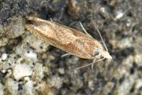 Eucosma hohenwartiana