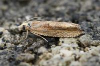 Eucosma hohenwartiana