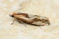 Eucosma cana