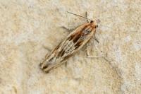 Eucosma cana