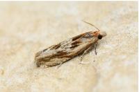 Eucosma cana