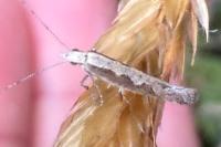 Plutella xylostella