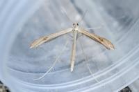 Stenoptilia bipunctidactyla