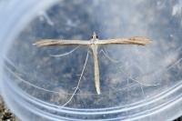 Stenoptilia bipunctidactyla
