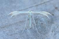 Merrifieldia baliodactyla