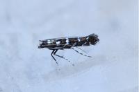 Parectopa ononidis