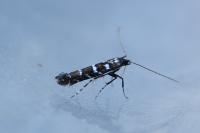 Parectopa ononidis