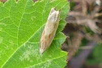 Eucosma