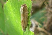 Eucosma