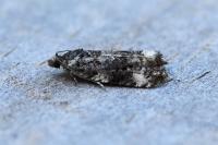 Endothenia marginana