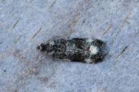 Endothenia marginana