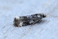 Endothenia marginana