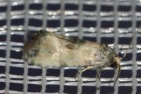 Neocochylis dubitana