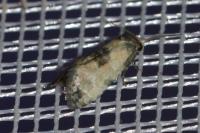 Neocochylis dubitana