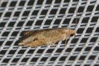 Rhopobota naevana